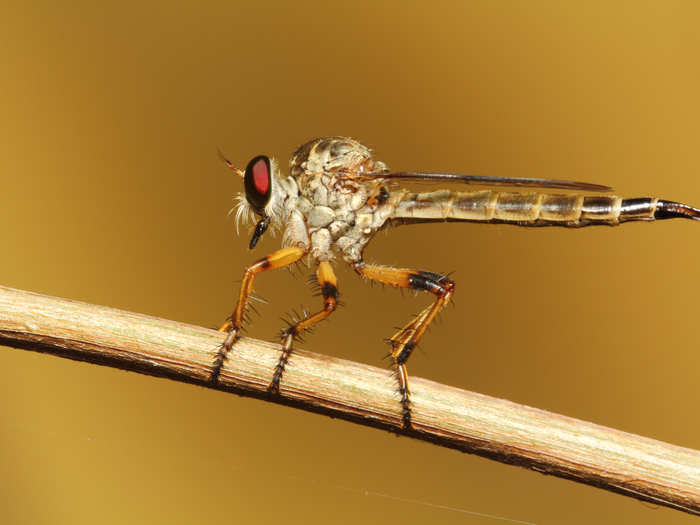 This is a robber fly, a notoriously aggressive insect that feeds on other insects.