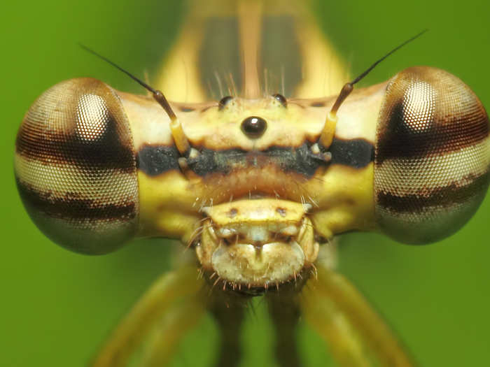 This adorable damselfly is similar to a dragonfly.