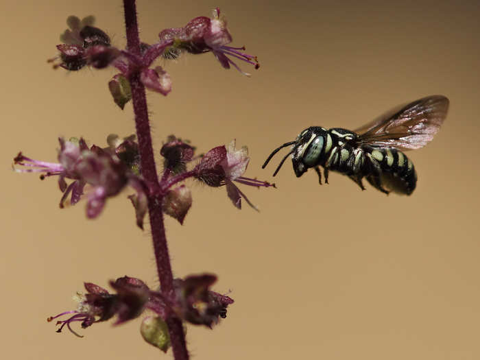 This is a cuckoo bee about to feed on a plant. The cuckoo bee lays it