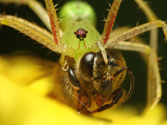 This aggressive bright green lynx spider is chowing down on a honeybee.