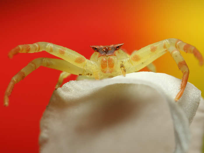 This colorful little guy is a crab spider.