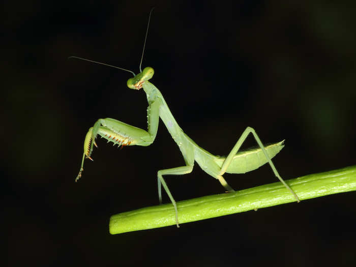 A praying mantis hangs out on a branch.