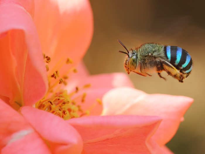 This blue banded bee is native to Australia. They help pollinate at least 30% of crops in the region.