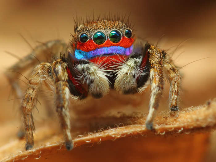 This is an adult male jumping spider.