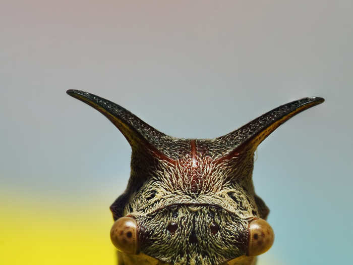 These treehoppers are well-known for their distinctive headgear.