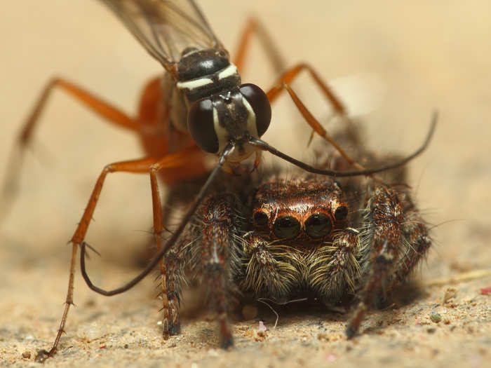 This is the wasp that preys on those jumping spiders — here with a fresh kill.