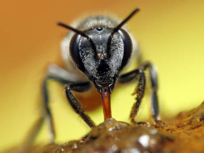 A close-up of a thirsty honeybee.