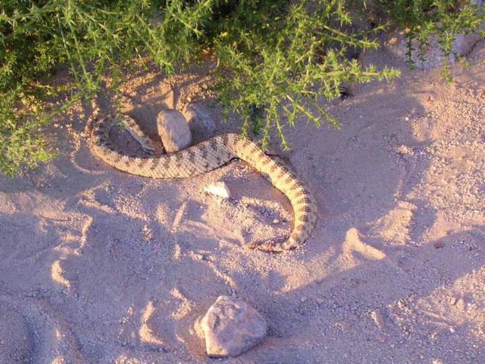 Instead of worrying about Taliban bullets, the bigger fear here comes from the wildlife.