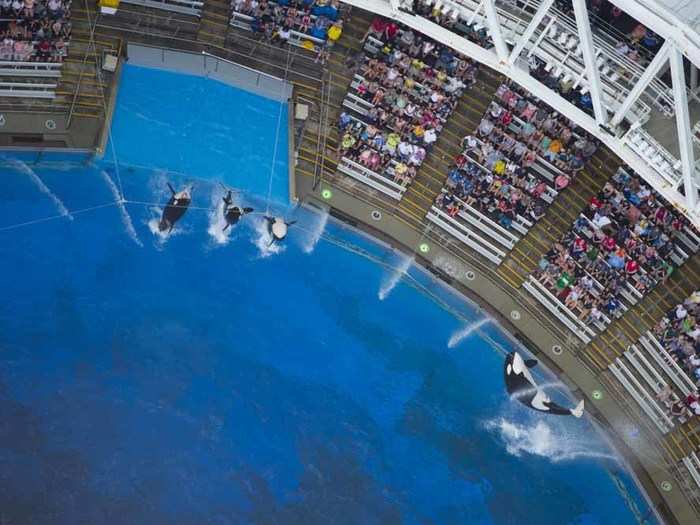 The Shamu SeaWorld show is world famous and features a majestic performance by the park