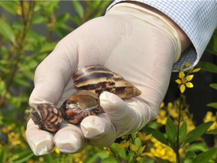 The Florida Department of Agriculture considers the giant snail to be one of the most damaging snails in the world for several reasons.