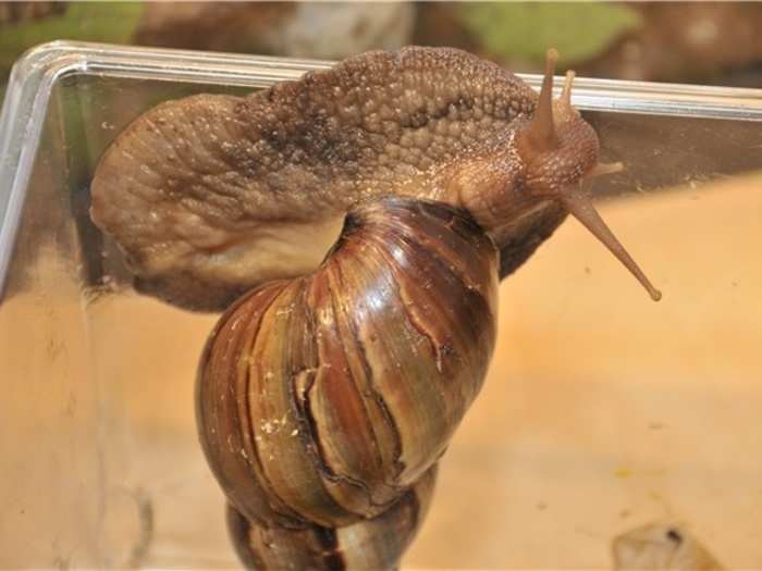 The snails are originally from east Africa, but have made their way to the states through travelers