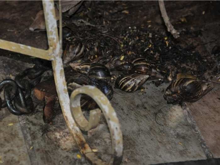 A population of the snails was identified by Miami-Dade officials in September 2011.