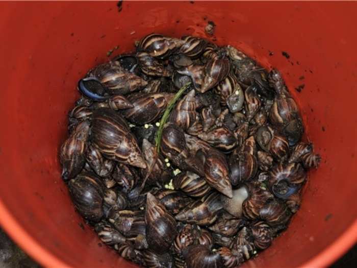 More than 1,000 of the snails are collected in Miami-Dade County each week, a Florida official told told Reuters.