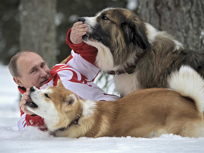 The two dogs here are an Akito-Inu called Yume (front), and a Bulgarian Shepherd called Buffy.