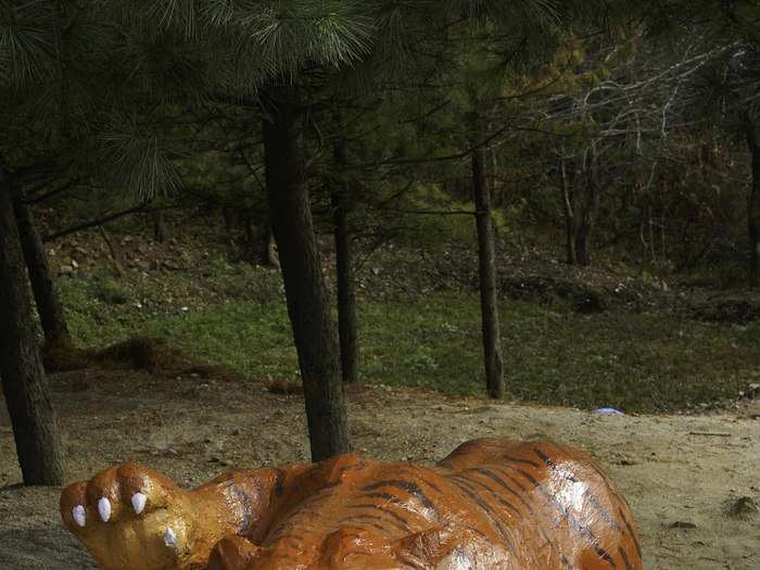 Tigers in Korea are now extinct, although rumors abound they may still exist in parts of the Baekdu Daegan mountain system in DPRK.