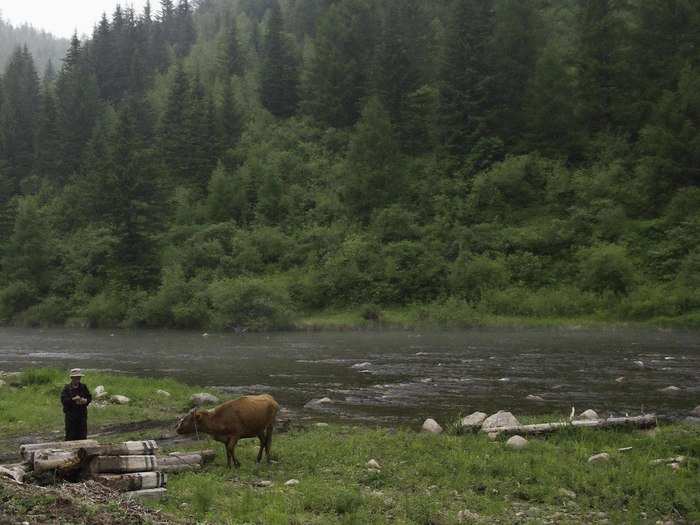 A farmer and his ox on Korea’s Kaema-gowon plateau, Yanggangdo, DPRK.