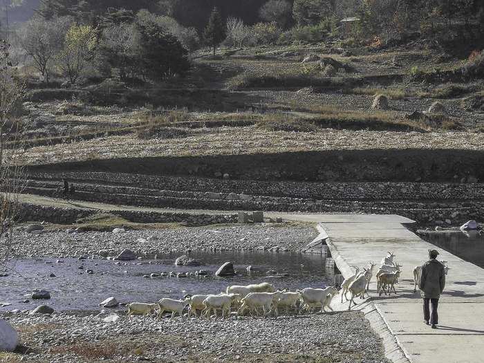 A shepherd takes his goats to pasture up the mountains near the Baekdu Daegan in Sinyang-gun, Pyeongannamdo, DPRK.