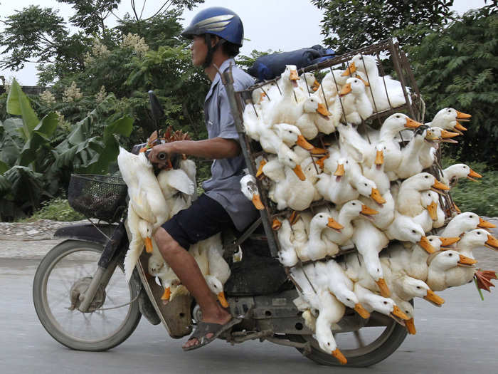 For transporting a lot of ducks, a motorcycle works.