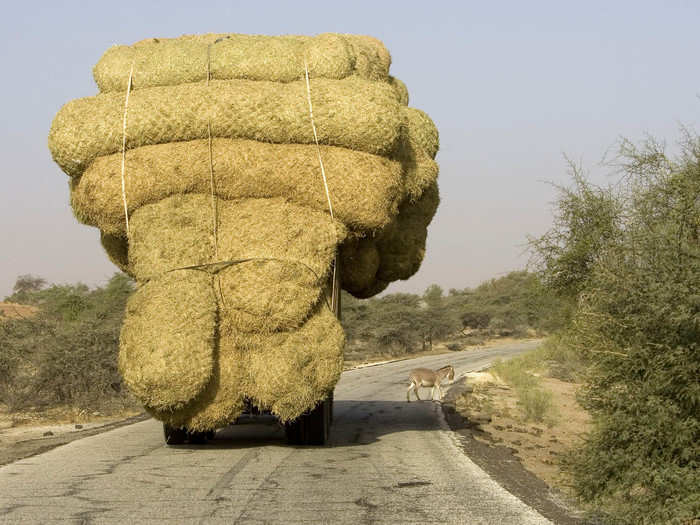 A truck carrying rice stalks is headed to Nouakchott, Mauritania.