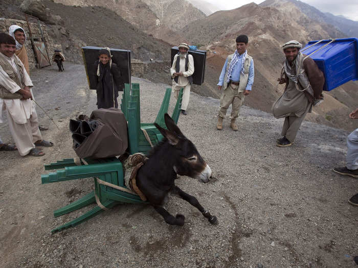 A donkey carrying election materials in Afghanistan collapsed.