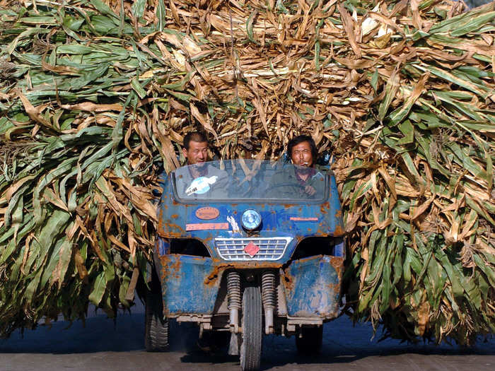 These Chinese farmers are transporting harvested barley.