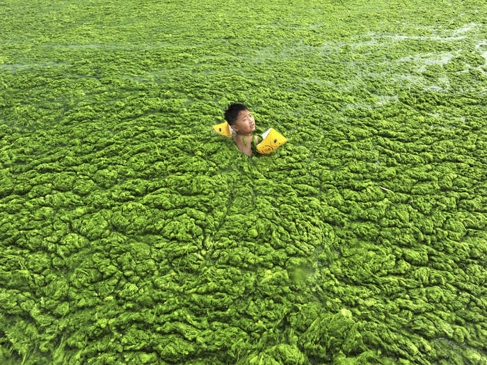 A boy swims in the algae-filled coastline of Qingdao, Shandong province.