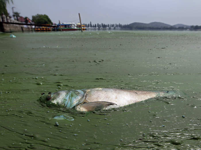 A dead fish floats in water filled with blue-green algae at the East Lake in Wuhan, Hubei province August 20, 2012.