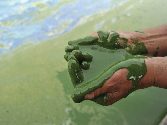 A fisherman scoops up algae-filled water from Chaohu Lake in Hefei, Anhui province, June 16, 2009.