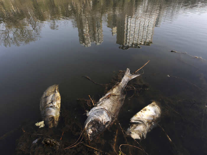 Dead fish are seen floating on a polluted river in Hefei, Anhui province.