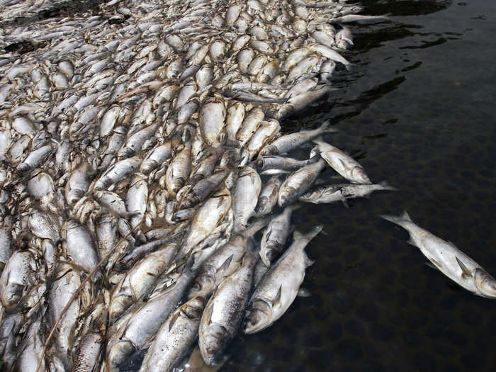 Dead fish, attributed to sewage, are seen at a pond on the outskirts of Wuhan, Hubei province on April 21, 2009.