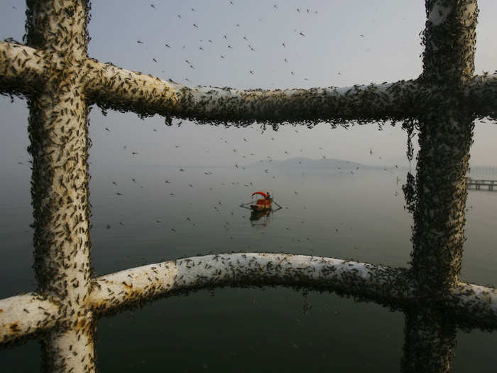 Gnats cover railings along the East Lake in Wuhan, Hubei province in November 2009. The small flies appear in the lake because of water pollution and will leave when the temperature drops.