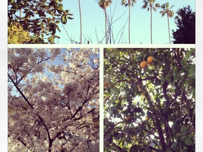 A stroll down Dana St. in Mountain View is beautiful with lemon trees and flowers everywhere.