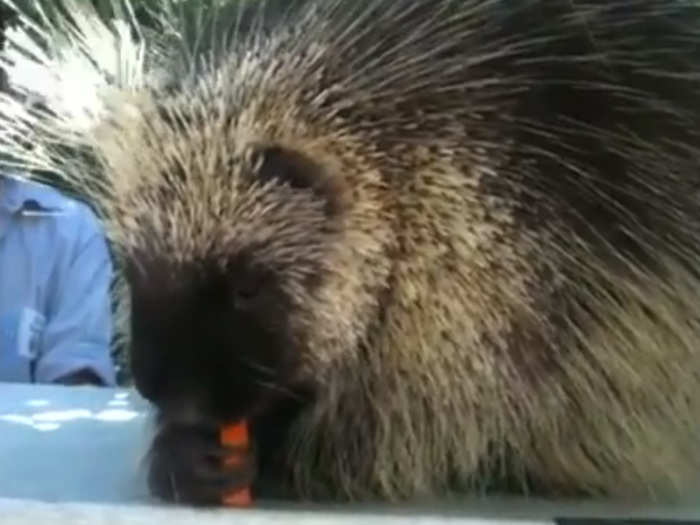 Porcupine Eating A Carrot - Song by Parry Gripp