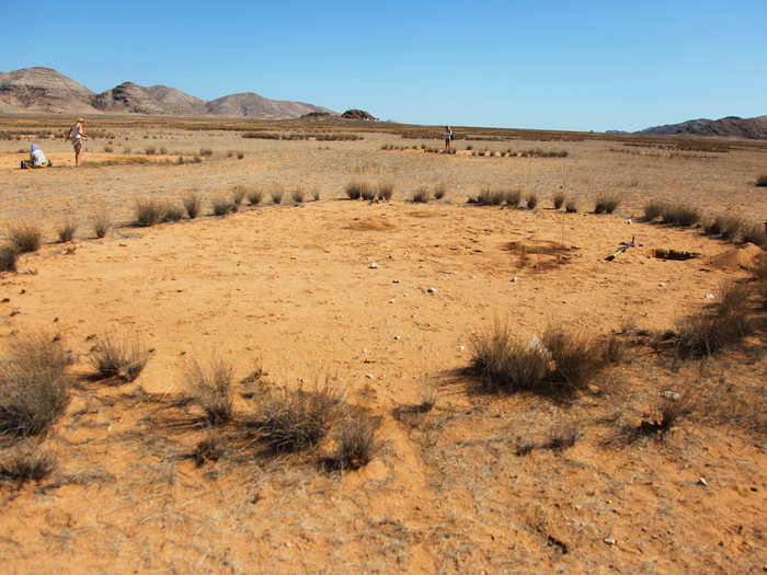 In a normal dry year, only the perennial (long-living) grass plants of the fully developed fairy circles provide food and energy for herbivores.