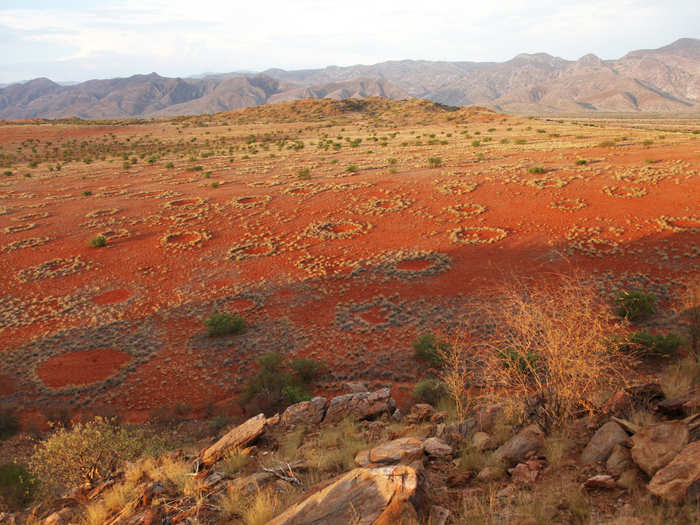 Plant biomass for herbivores is mainly found at the margin of the fairy circles in a dry year.