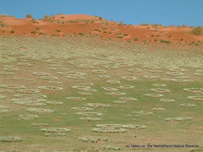 Fairy circles cover the eastern edge of the massive Namib Desert.