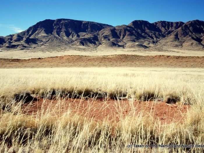 The desert grasses that form a ring around the bare patches, can grow up to three-feet tall in a good year.