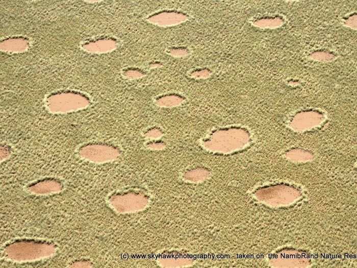 Fairy circles occur in regular patterns and can stick around for decades.