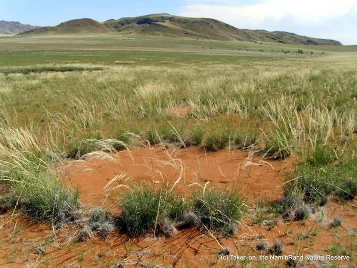 The size of fairy circles depends on how old they are.