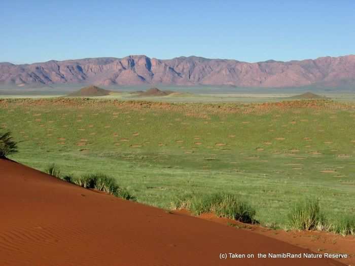 Now, researchers Norbert Juergens shows that termites, called Psammotermes, are likely creating the circles.