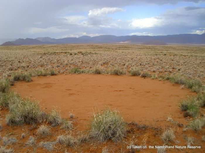 The termites eat the roots of the grasses, which kills all the grasses inside the fairy circle.