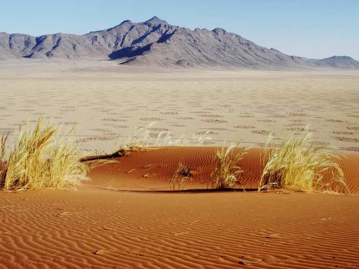 Since there are no grasses to evaporate rain water, the sandy soil underneath is able to retain water.