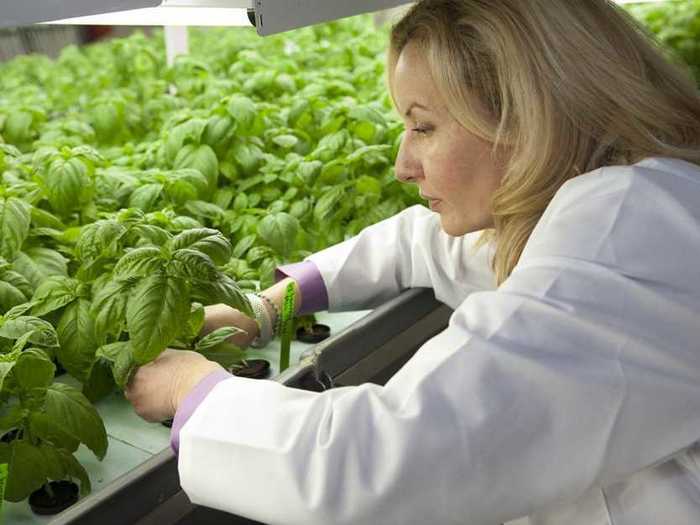 Learn the secrets of vertical farming.