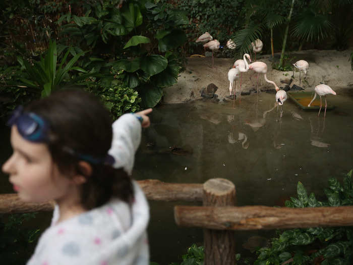 You can also take a tour of the rainforest, which has more than 600 variety of plants and wildlife such as flamingos.