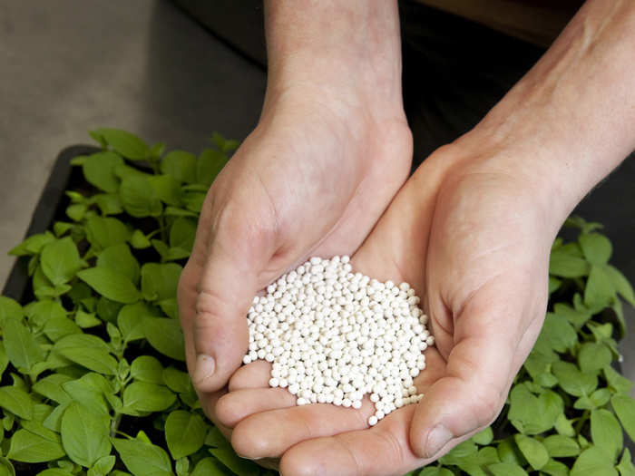 To start the process, seeds, like the basil ones shown here, are first placed into small baskets made of coconut shells.