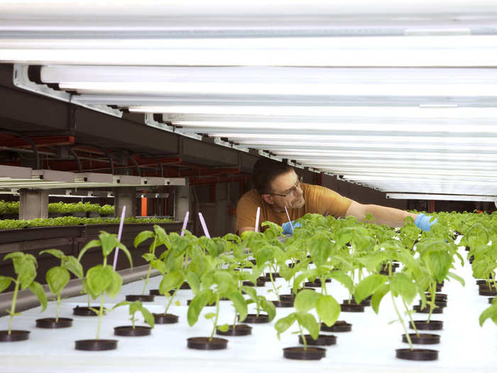 The seeds germinate under energy-efficient compact-fluorescent lights. Even though the lights run continuously, they only account for 18 percent of the facility