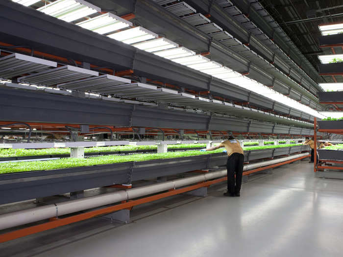 The plants are transferred to a vertical grow system that consists of five to six layers of plant beds stacked on top of each other. Each plant bed has its own overhead artificial lighting system.