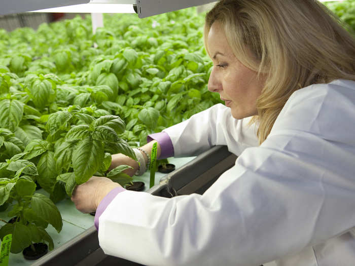 The roots of the plants are completely submerged in water. Each plant is held in place by a foam float.