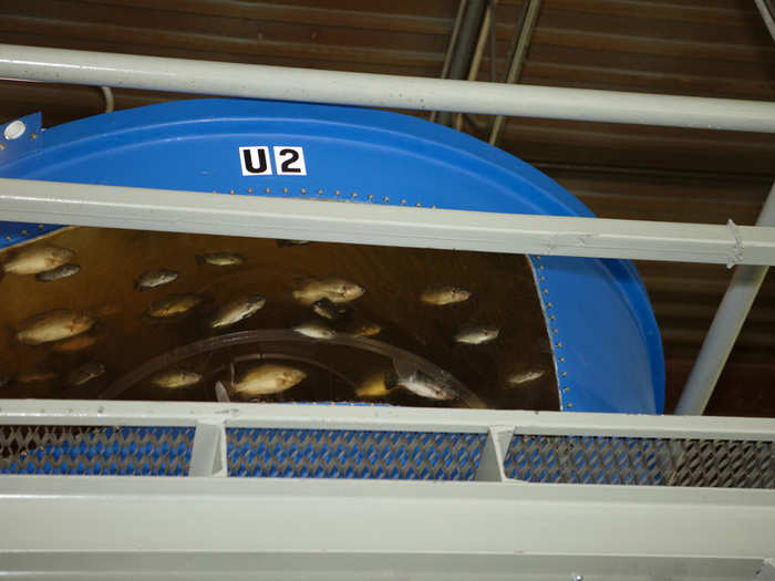 The water comes from big tanks that contain tilapia fish. The fish are fed organic feed. Their waste makes the water rich with nutrients, which the plants use to grow. The water that the plants use is eventually cycled back to the tanks. It takes the tilapia 18 months to grow from small fingerlings into adults at which point they will be sold.