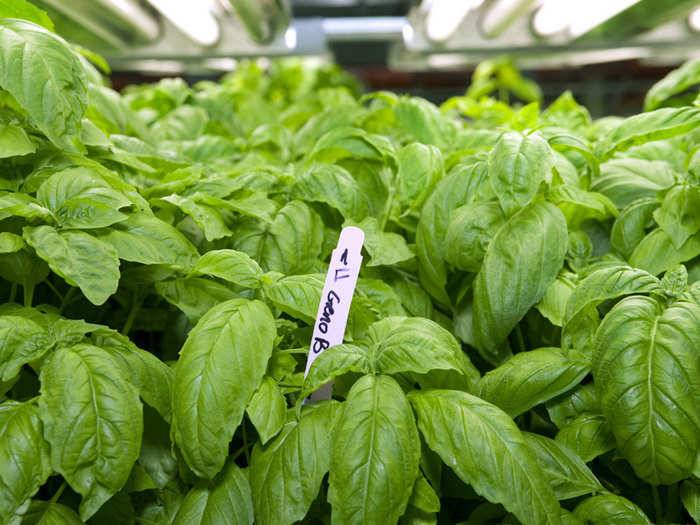 FarmedHere grows various types of basil, including Thai, lemon, and Genovese. They also grow arugula and some other leafy greens.